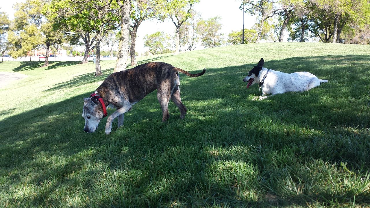 Move Your Pets to Hawaii