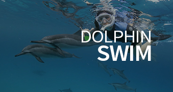 Activities: Dolphin Swim